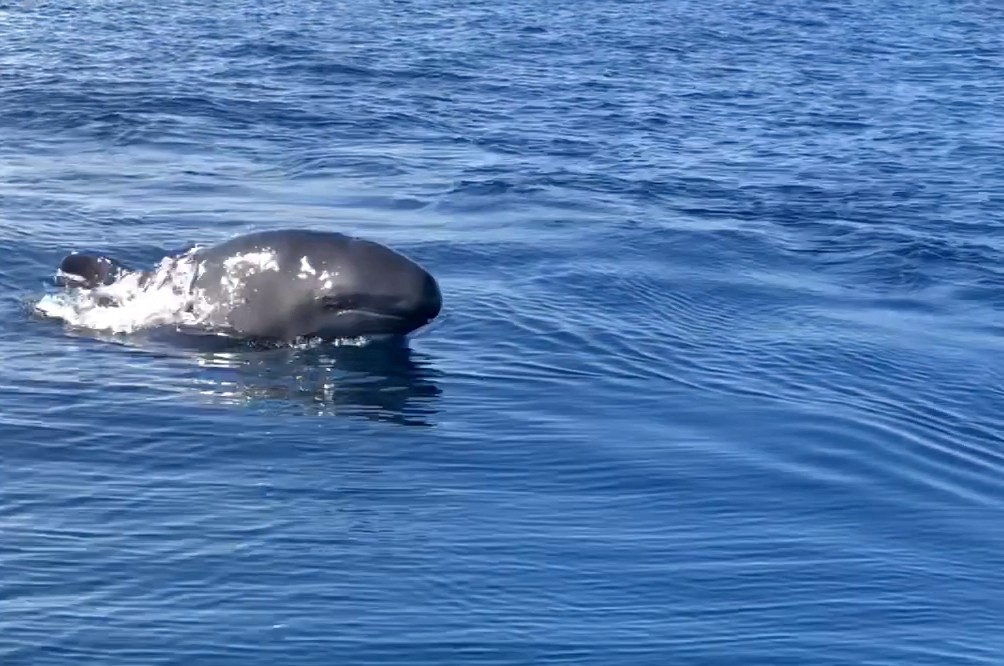 Katil balinalar ilk defa Kuzey Ege’de görüldü!