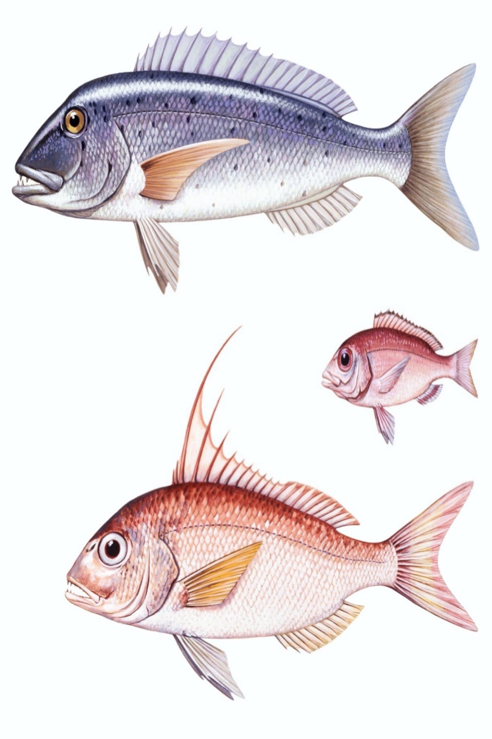 Sinarit Balığı