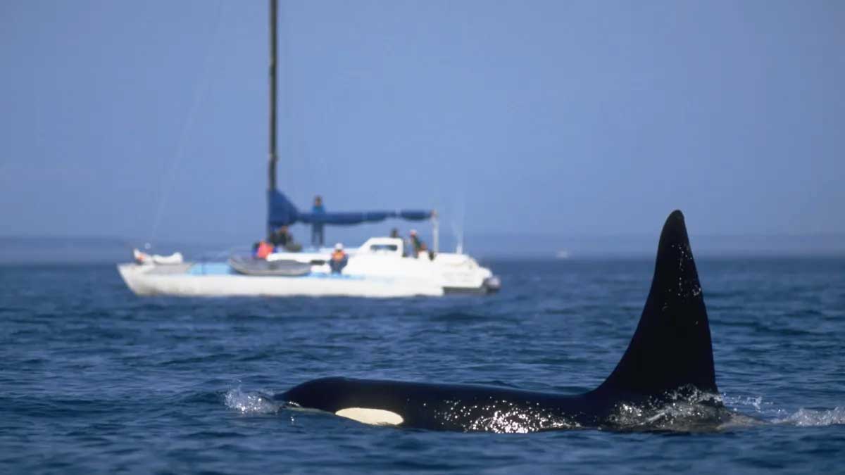 Son zamanlarda yaşanan tekne çarpması olayının arkasında hangi Avrupa katil balinası popülasyonunun (Orcinus orca) olduğu henüz bilinmiyor. (Image credit: Stuart Westmorland via Getty Images)
