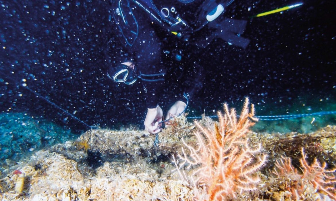 Mavi Atlas: Denize+1 Nefes