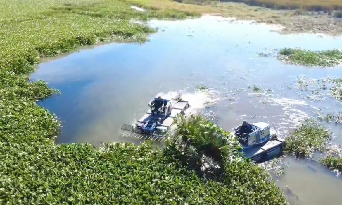 İstilacı su sümbülleri Hatay’da ekonomik faydaya dönüşüyor